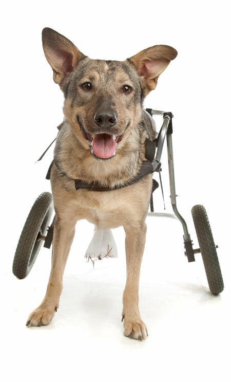 Dog with wheelchair photo